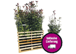 18 x Glanzmispel FloraSelf Photinia fraseri 'Red Robin' H 125-150 cm Co 15 L für ca. 7 m Hecke