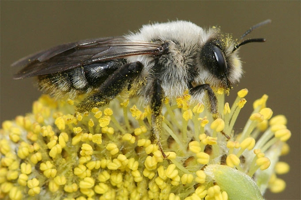 Bestimmungshilfe für Insekten Ganz einfach Sechsbeiner erkennen