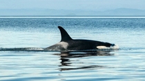 Orcas jagen jetzt auch an der Nordseeküste Orcas jagen jetzt auch an der Nordseeküste