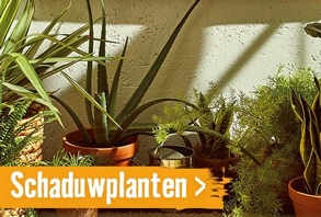 Schaduwplanten | HORNBACH