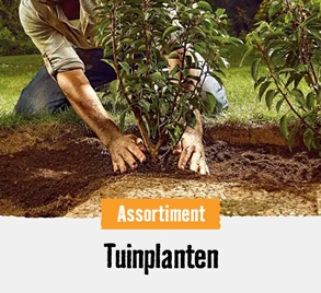 Tuinplanten | HORNBACH