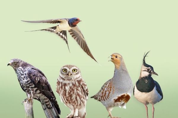 Vogel des Jahres: Jetzt wählen! Fünf Kandidaten fliegen um die Wette