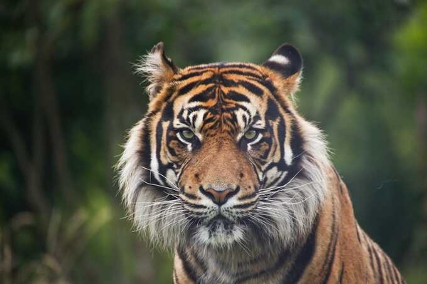 Auf den Spuren des Sumatra-Tigers