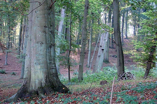 Schutzgebiete im Wald schonen Regierungsmedienkonferenz, am 15.08.2023