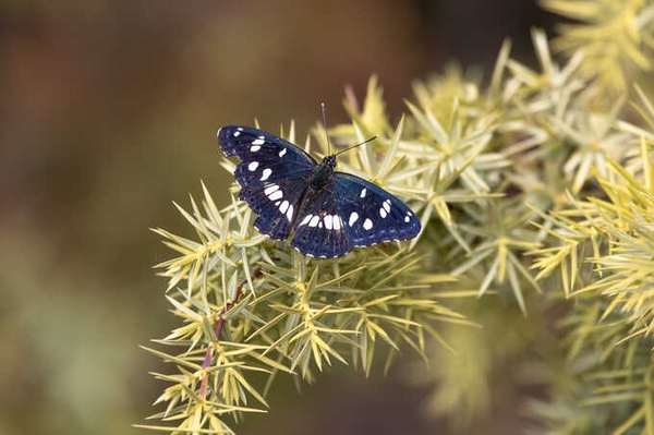 Naturschutz auf der Schwäbischen Alb
Im Stiftungswald Gleinsgelesberg wird Lebensraum für den Blauschwarzen Eisvogel geschaffen