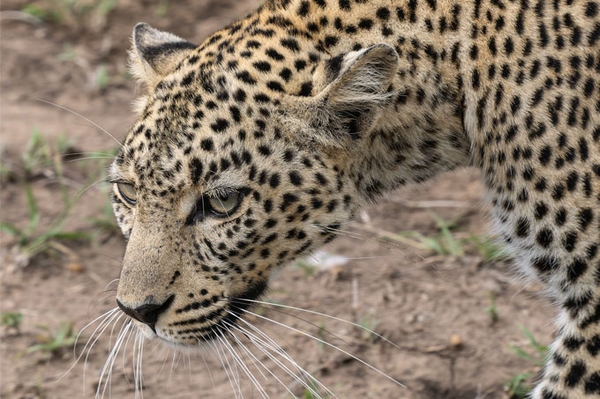 Auch Leoparden haben Wimpern NABU lädt zu Bildervortrag ins Duvenstedter BrookHus ein