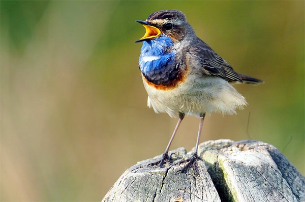 Das Blaukehlchen ist da! Seltener Singvogel im Naturparadies Grünhaus entdeckt