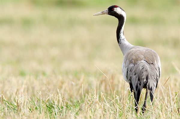 Mit einer Patenschaft Natur erhalten Unterstützen Sie den NABU in der Elbtalaue
