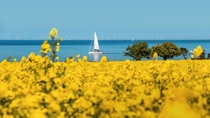Der Fehmarnsund als Revier Der Fehmarnsund als Revier
