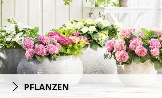 pflanzen