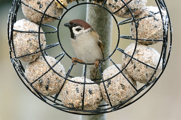 Wissenswertes rund ums Vogelfüttern Tipps für gefiederte Naturerlebnisse vor dem Fenster