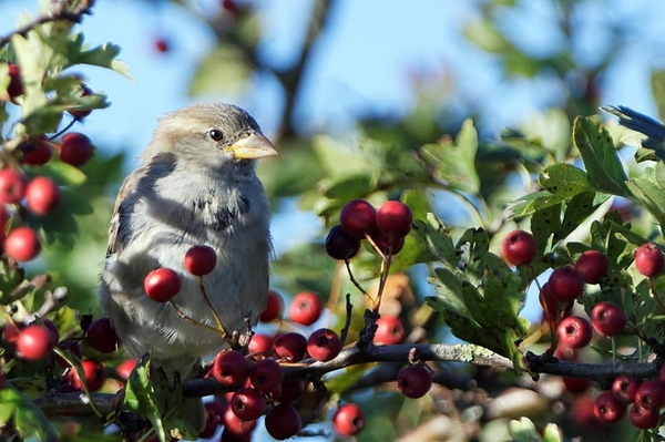 Natürliche Futterbar eröffnen Nahrungsquellen für Vögel
