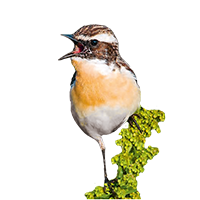 Gemeinsam für ein Stück Vogelparadies