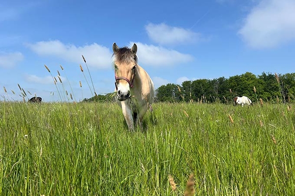 Vom Acker zum Weideparadies Beweidungsprojekt im Naturparadies bei Unna gestartet
