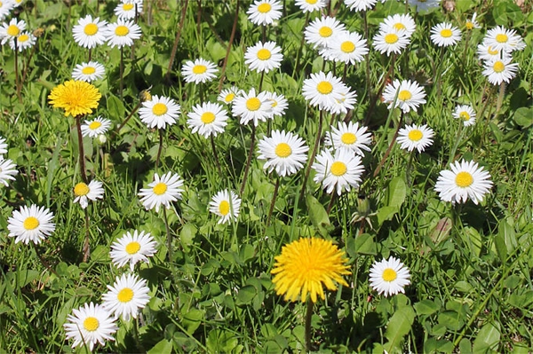 Ein Garten voller Gaumenfreuden Frisch, wild und ungespritzt