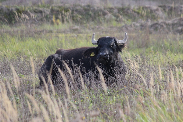 Neue Bewohner in der Tongrube Machern Wasserbüffel im Einsatz für die Artenvielfalt