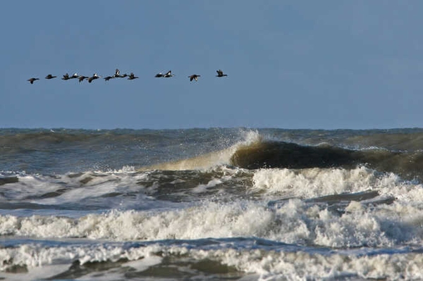 Meeresschutz ist Klimaschutz Der NABU Niedersachsen fordert mehr Schutz für die Nordsee
