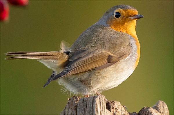 So viele Vogelzähler*innen wie noch nie Ergebnisse der „Stunde der Gartenvögel“