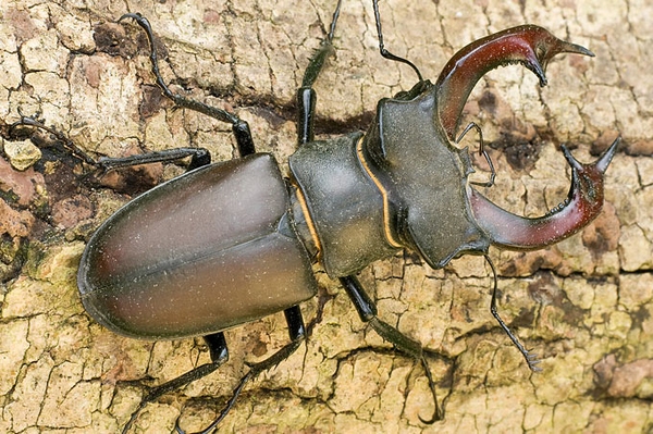 Stark gefährdeten Käfern auf der Spur Jetzt Hirschkäfer melden!