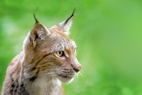 Erneut illegal abgeschossener Luchs Einrichtung der Stabststelle für Umweltkriminalität duldet keinen Aufschub