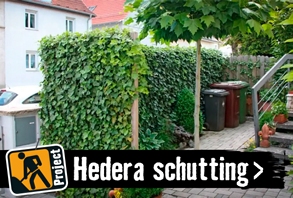 Hedera schutting maken | HORNBACH