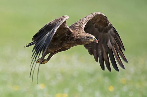 Weiteres Schreiadlerland gerettet
NABU-Stiftung erwirbt 11 Hektar für seltenen Adler in Brandenburg