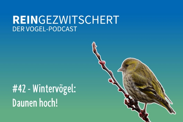 Reingezwitschert – der NABU-Vogelpodcast Tipps, Neuigkeiten und Kurioses für alle Vogelfans