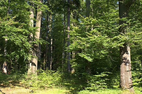 2 Stellen in der Jugendbildung und im Waldinstitut-Projektbüro