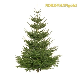 Christbaum Premium echte Nordmanntanne Höhe 170-210 cm geschlagen aus nachhaltigem Anbau.