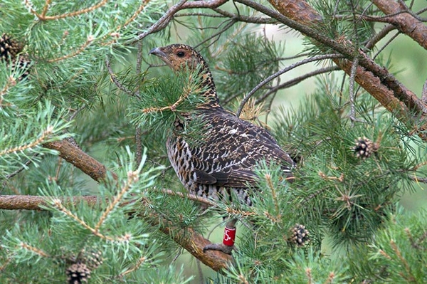 Willkommen zurück NABU-Stiftung hilft dem Auerhuhn mit Waldkauf