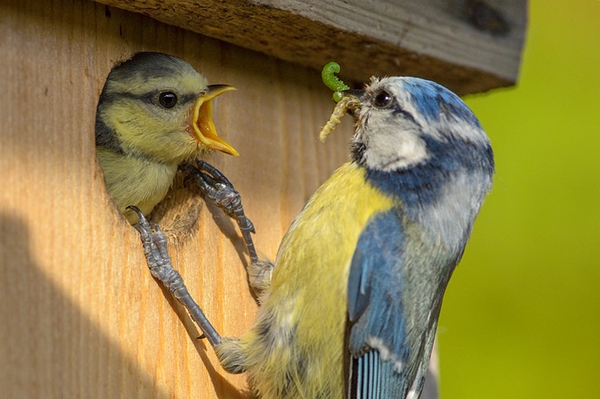 Bauanleitungen für Nistkästen Für Stare, Mauersegler oder Waldkauz