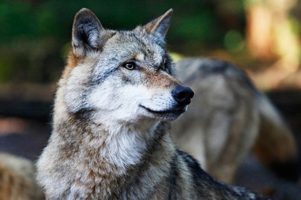12 Jahre „Tag des Wolfes“ Der NABU NRW zieht eine gemischte Bilanz
