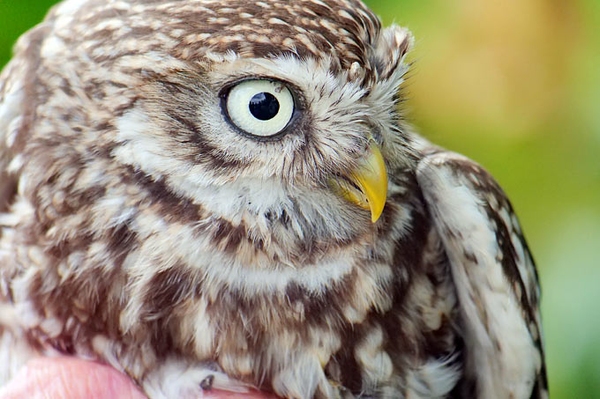 Vortragsabend: 125 Jahre Vogelschutz BFA-Vortragsabend am Freitag, 6. Dezember 2024