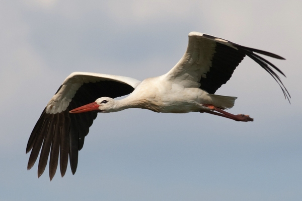 Mit Bruterfolg in die Storchensaison Storch attackiert Nachwuchs von Fridolin und Mai