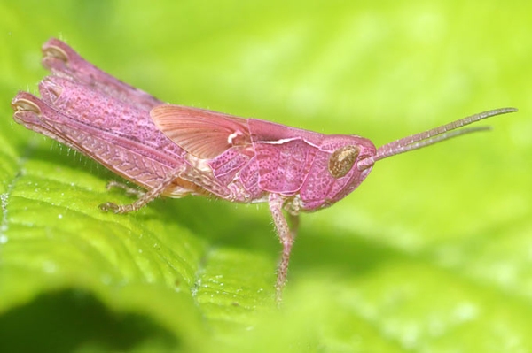 Libellen und Schmetterlingen auf der Spur Insektensommer: Bis Sonntag ist Zeit für weitere Beobachtungen