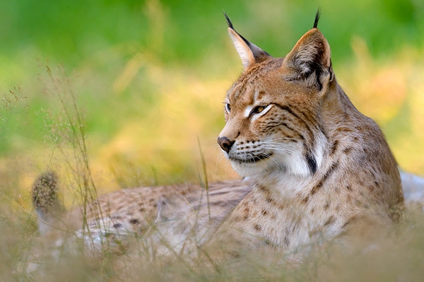 Mehr Luchse in Thüringen Internationaler Tag des Luchs