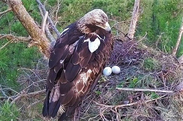 Kaiseradler-Webcam auf Sendung Blick in Kinderstube seltener Greifvögel in Russland