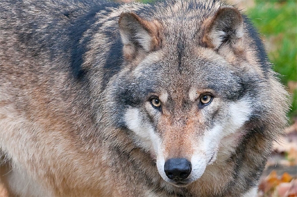 Solides Handeln statt Panikmache Kritik beim Umgang mit dem Thema Wolf