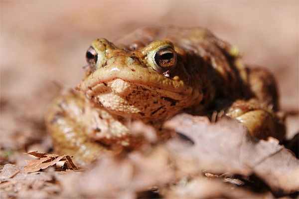 Erdkröten in Eimern, Bergmolche im Teich Aktive berichten vom Wandergeschehen der Amphibien