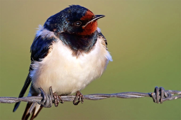 Schwalben fliegen verspätet ab Verlassene Nester nicht entfernen und Lebensraum verbessern