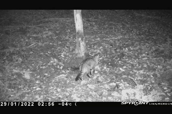 Rückkehr auf leisen Pfoten
Wildkatze im NABU-Schutzgebiet in Baden-Württemberg entdeckt