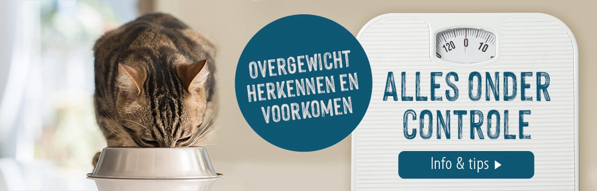 Overgewicht bij katten herkennen en voorkomen!