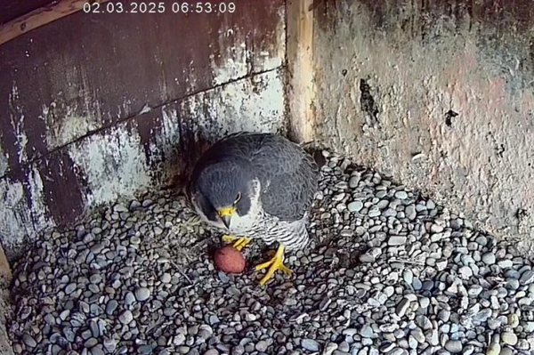 Wanderfalken live beobachten NABU-Webcams senden wieder