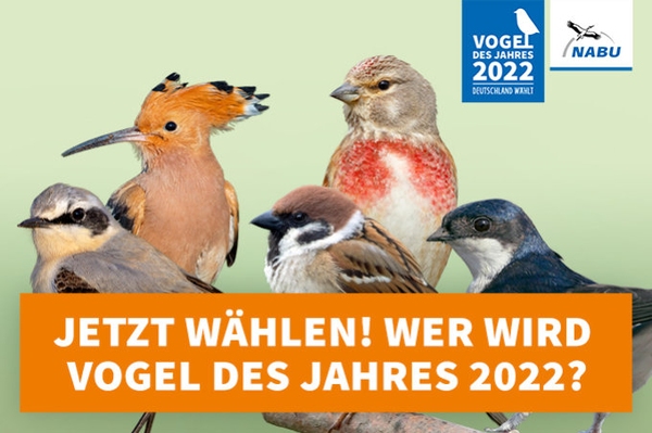 Halbzeit im Wahlkampf zum Vogel des Jahres 2022 Mehr als 85.000 Menschen haben bereits abgestimmt