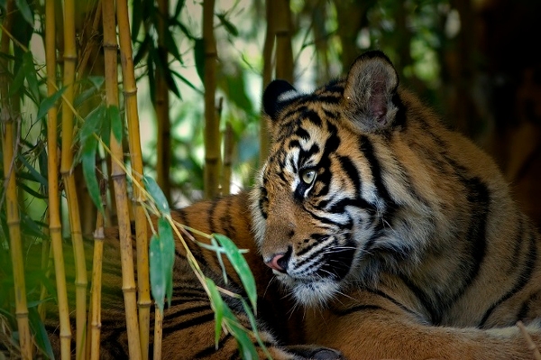 Hutan Harapan - Bedrohtes Paradies