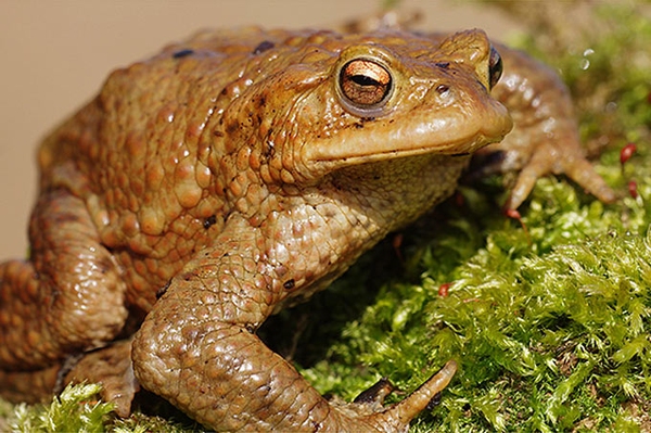 Amphibienwanderung Infos zu den Laichwanderungen