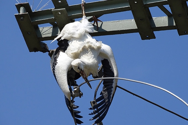 Meldeformular: Tote Vögel an Stromleitungen NABU sammelt Daten für mehr Vogelschutz