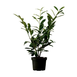 Heckenpflanze Kirschlorbeer Flora Self 'Prunus Lauroceraus Caucasica' Höhe: 60/80 cm im 3 Liter Topf ab 40 Stück