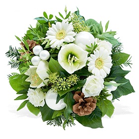 Amaryllis