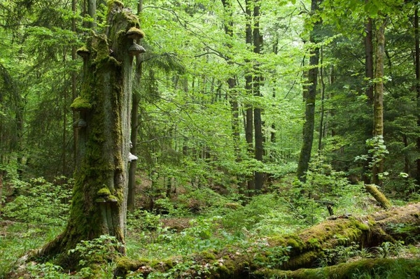 Naturschatz Wildnis Warum unsere Wälder wieder wild werden sollten